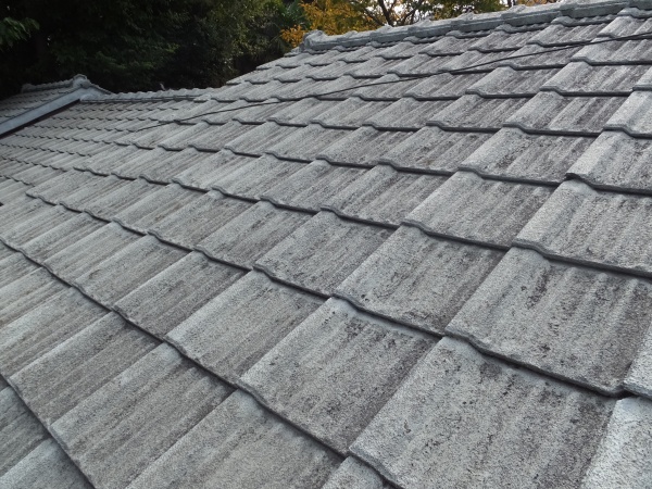 屋根に上がって調査