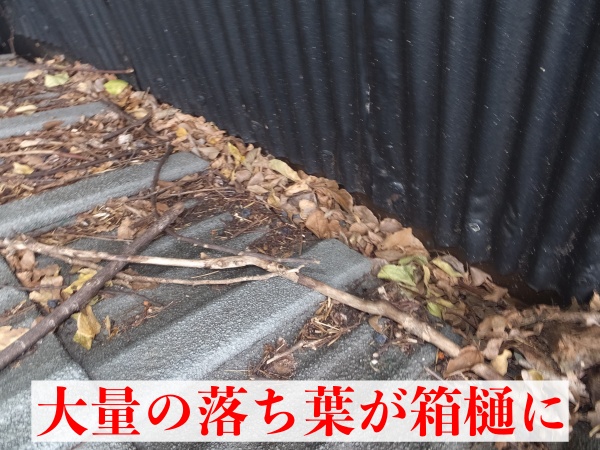 大量の落葉が箱樋に