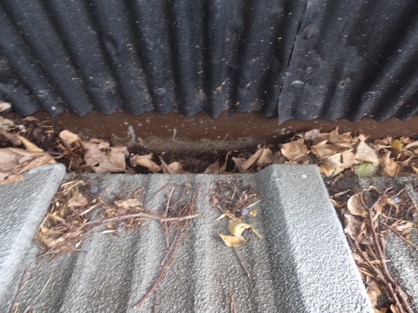 箱樋に落ち葉が堆積