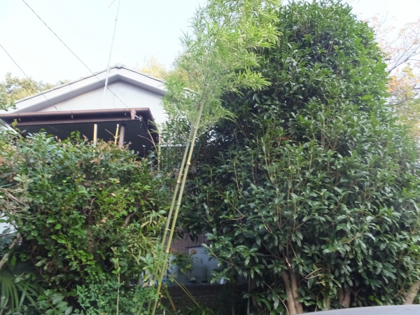 周りが木々に囲まれた家