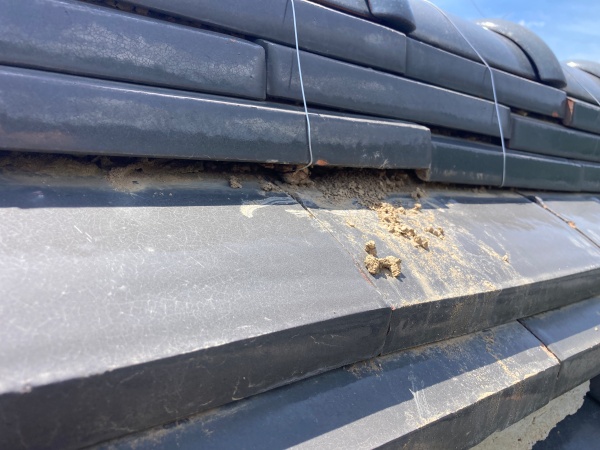 棟のズレ　瓦から植物が生えていました