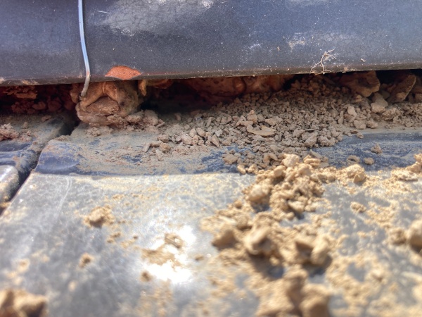 棟のズレ　瓦から植物が生えていました