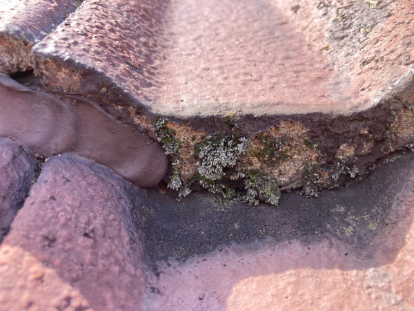 モニエル瓦の劣化状態　スラリー層