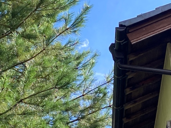 木々に囲まれています