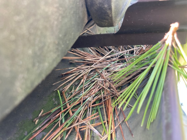 雨樋の中に落葉が堆積