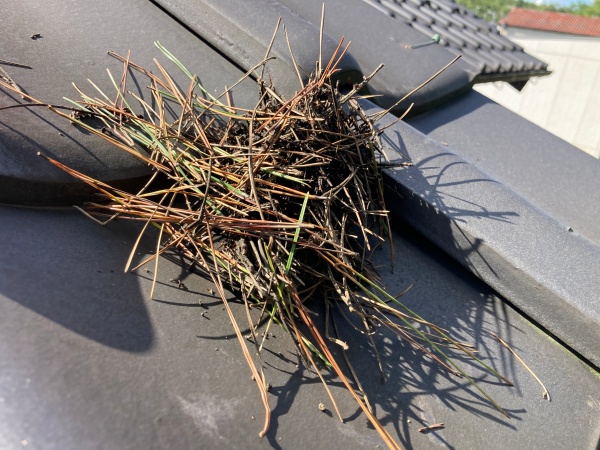 雨樋の中には落葉がこんなにも