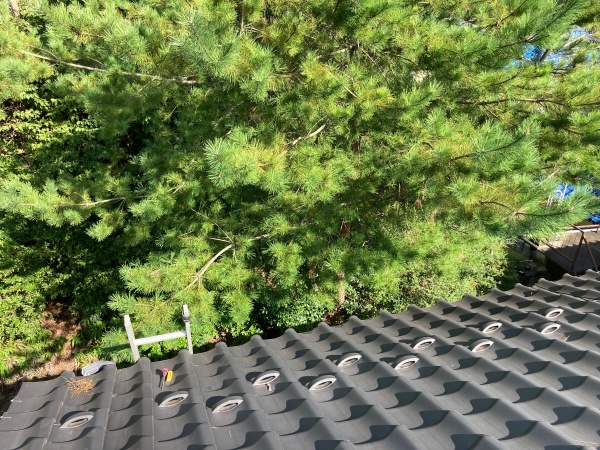 木々に囲まれています