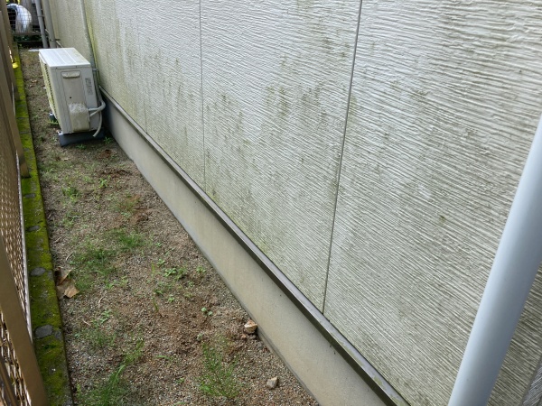 北面には藻が発生