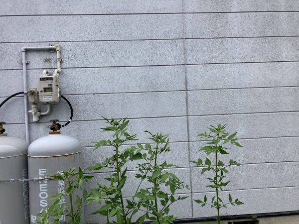 外壁の調査　サイディング