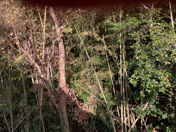 裏側には大きな木々