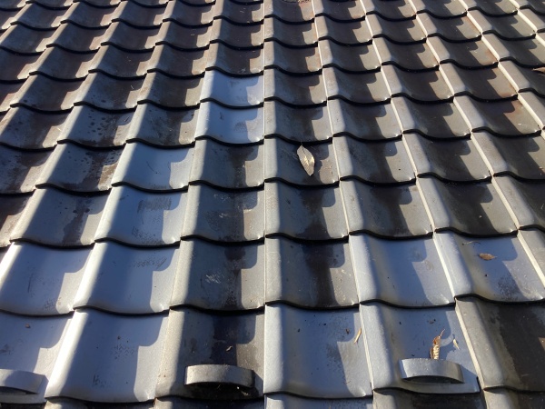 倒木による瓦の割れ補修