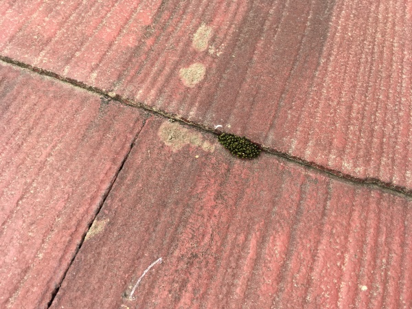 化粧スレート　雨染みの直上