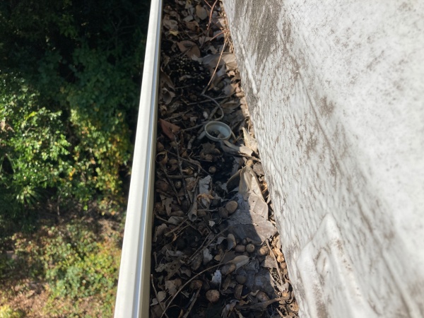 雨樋の中には大量に何かが堆積