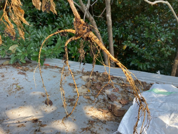 引き抜きと長い根が生えていました