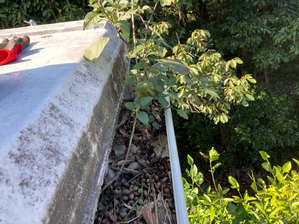 雨樋の中から草が生えていました