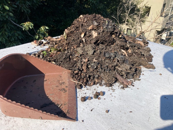 大量の土と枯れ葉