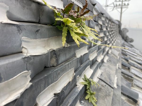 棟の内部から雑草