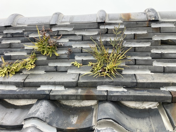 雑草がこんにちは