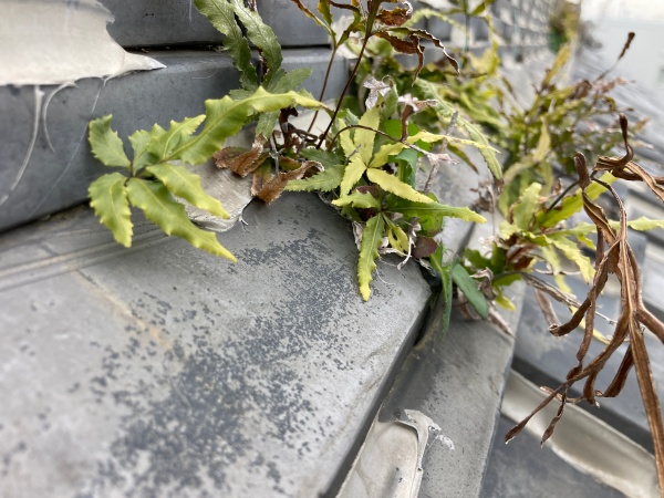 棟から雑草が生えています