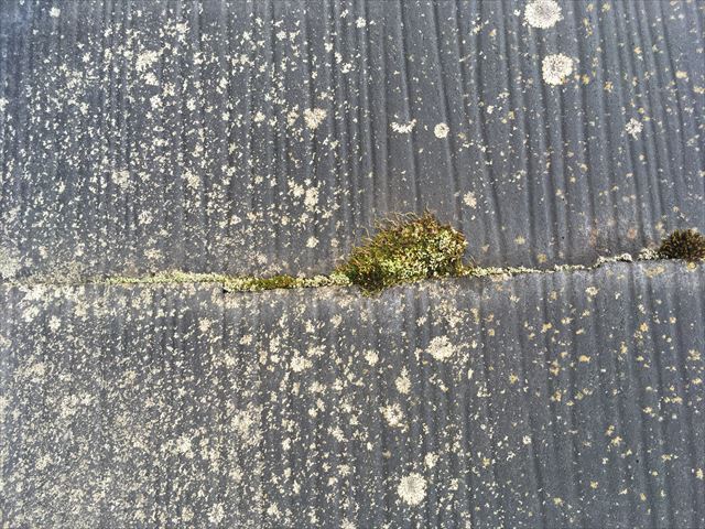 屋根塗装現調　コケ