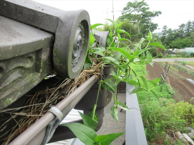 集水器から草