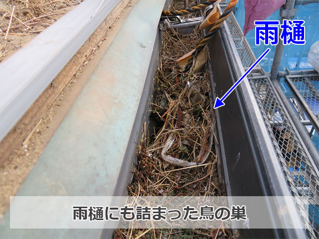 雨樋に詰まった鳥の巣