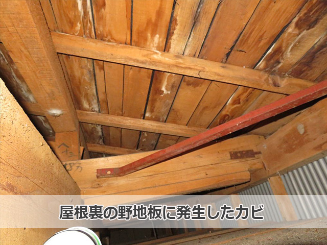 屋根裏に発生した白カビ