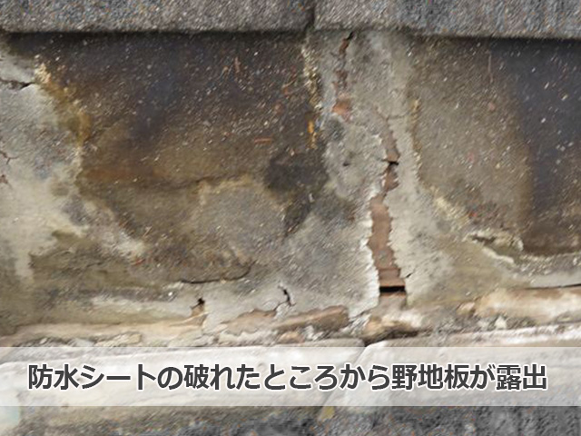 劣化して破れた防水シートの下から野地板が露出