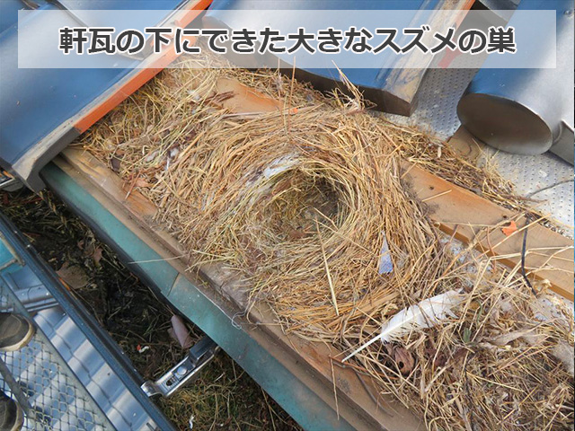 軒瓦の下に作られた大きな雀の巣