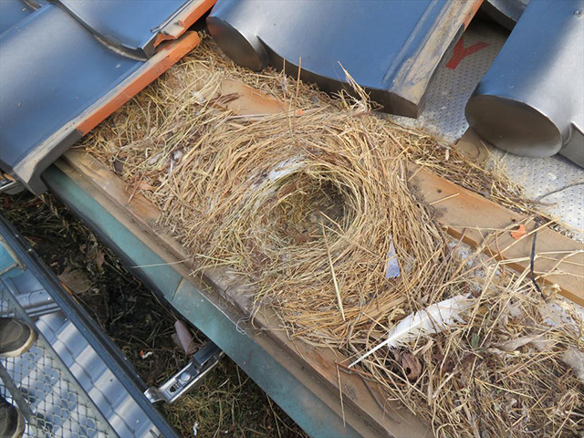 屋根の軒先にできた鳥の巣