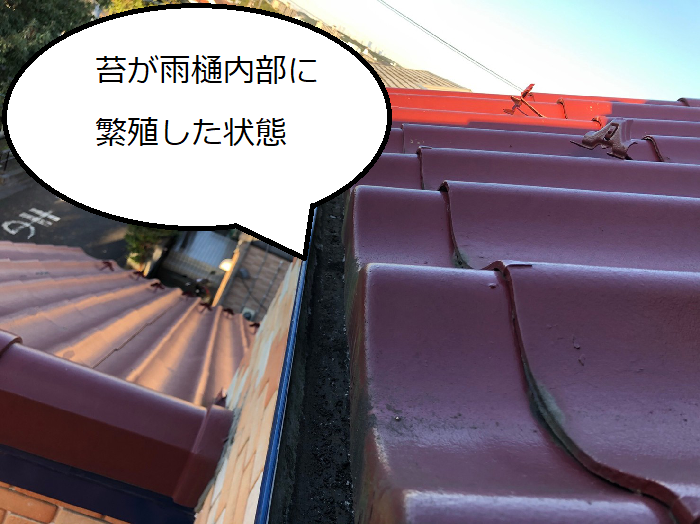 雨樋内部に苔が繁殖し雨水の流れを妨げている