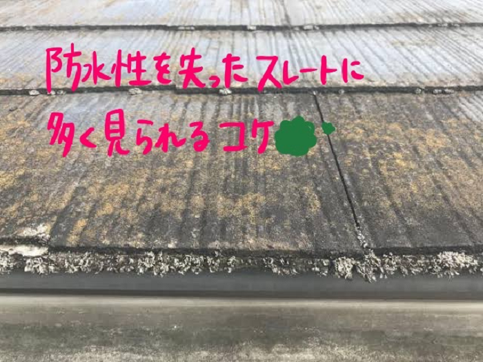 スレートのコケ