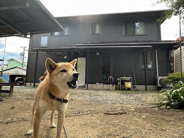 屋根カバー工法メンテナンスが完成した戸建て住宅と犬