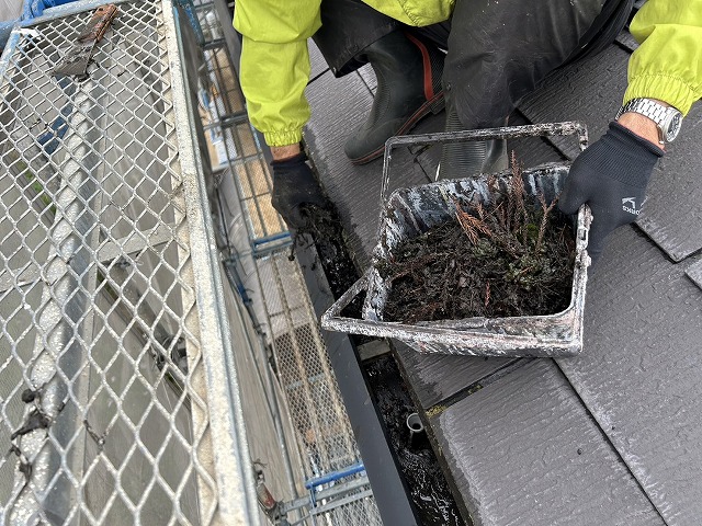 屋根カバー工法メンテナンス前に雨樋にたまった落ち葉を除去