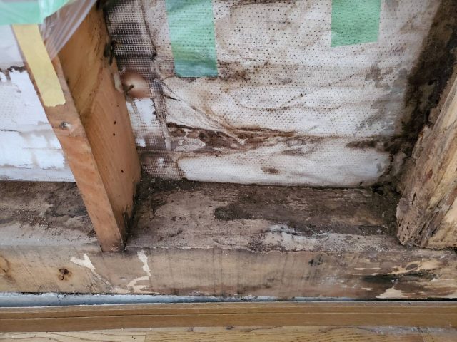 シロアリ_壁2
