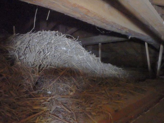 飯田市N邸_天井裏の巨大な鳥の巣