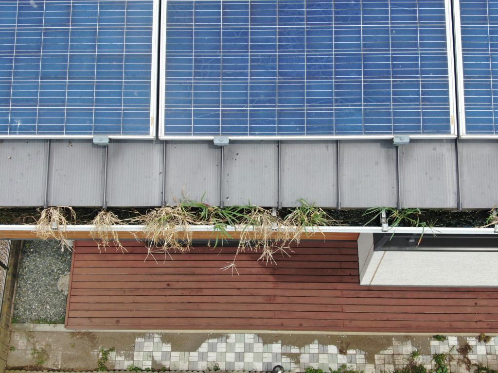 軒先にはみ出た巣材