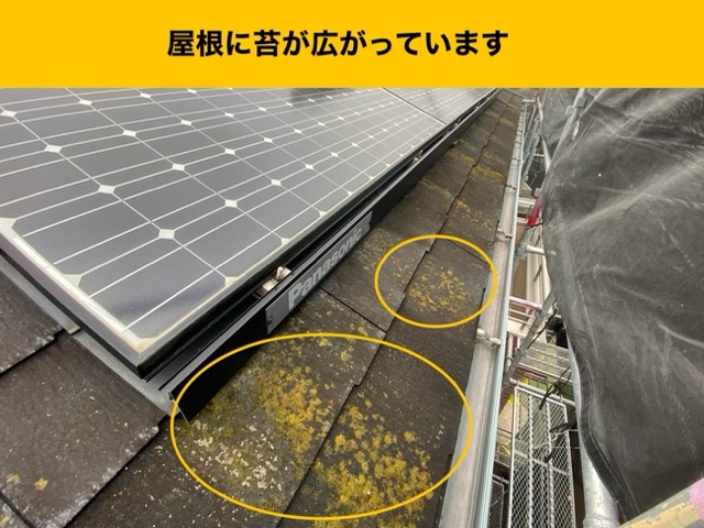 屋根に広がる苔
