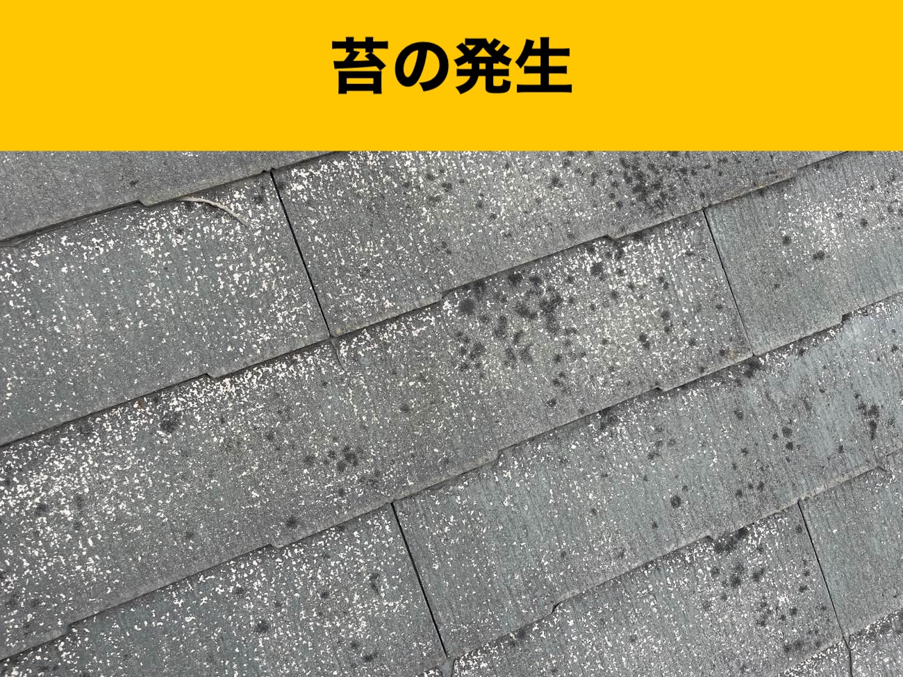 屋根に苔が生えている