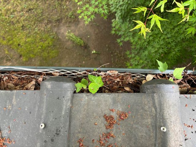 福岡市中央区の草が生えていた雨樋