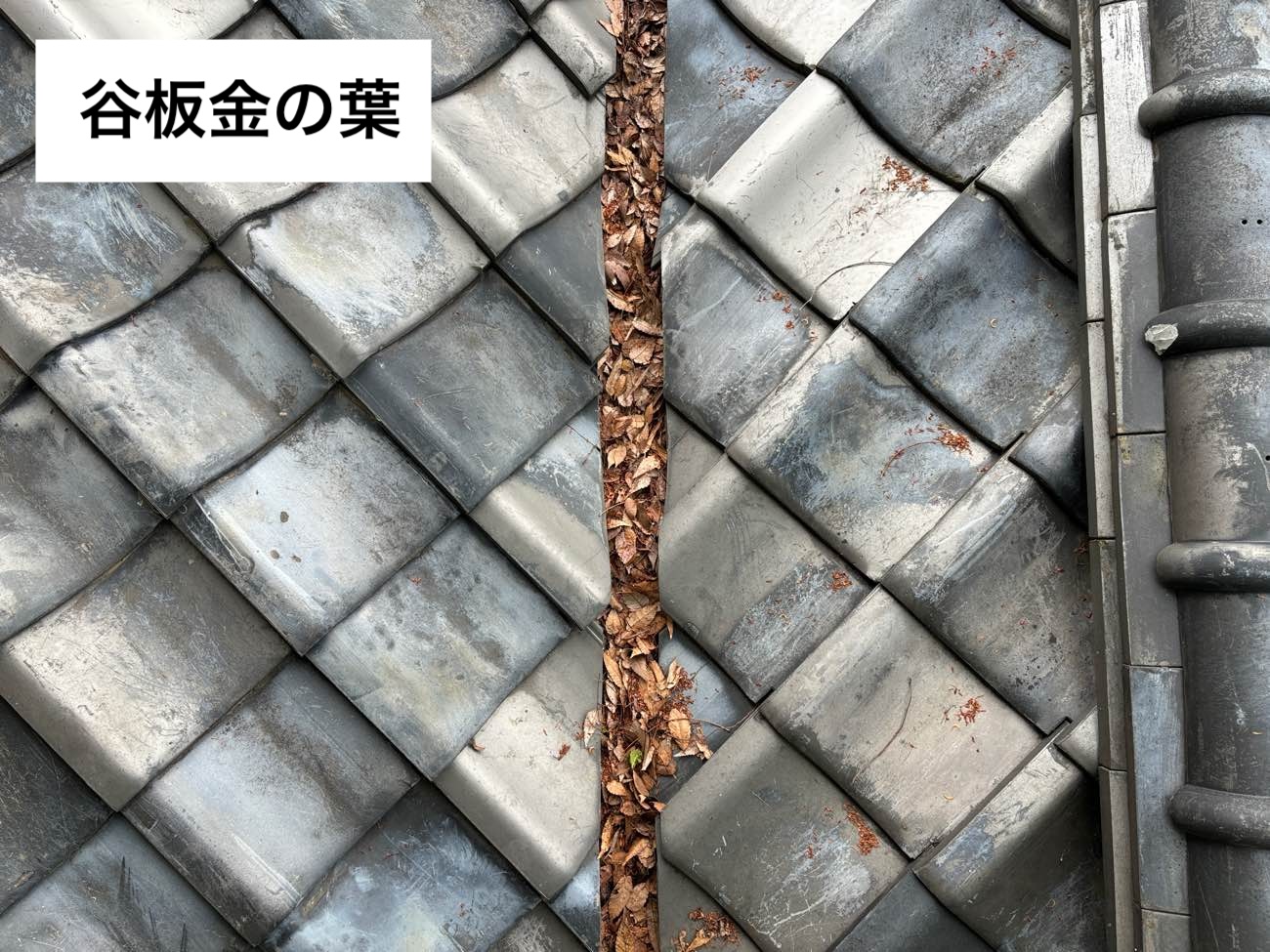 福岡市中央区物件の屋根の葺き替え工事、ROOGA雅、雨樋の落ち葉