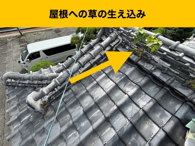 屋根に生えた草