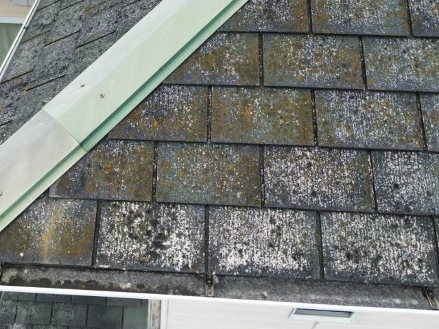 福岡市中央区の苔で緑色に変色したコロニアル