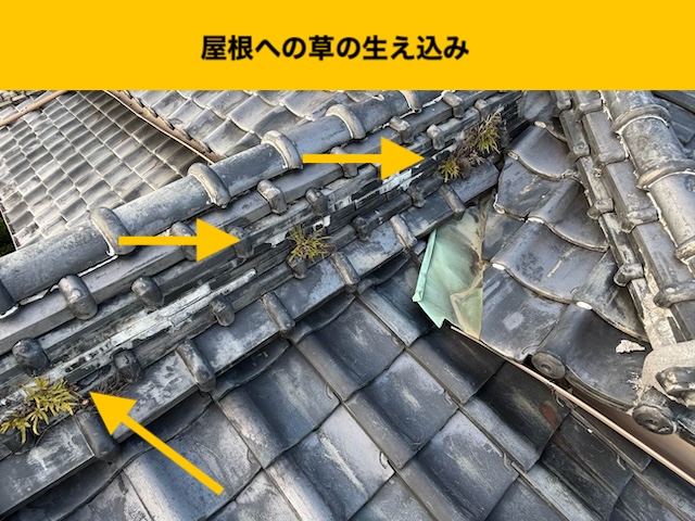 屋根に草が生えている
