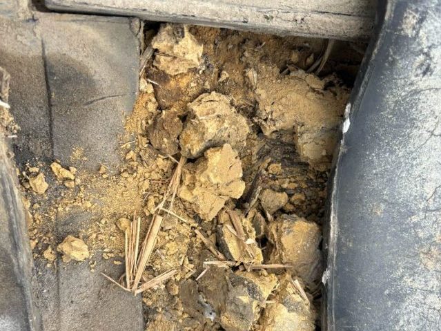 志免町の調査で見つかった瓦屋根の内部の劣化