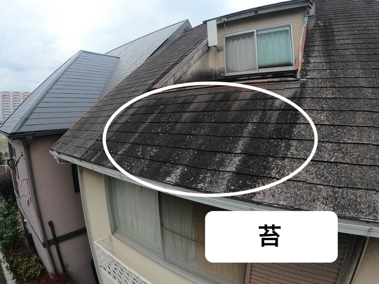 屋根に広がる苔