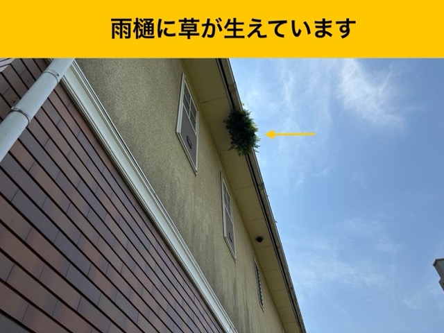 雨樋に生えた草