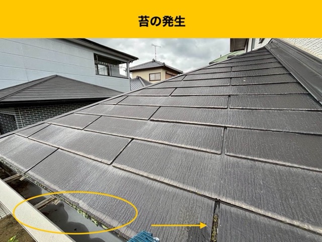 福岡市東区の苔の発生