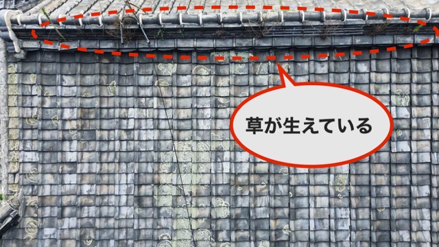 屋根に草が生えている