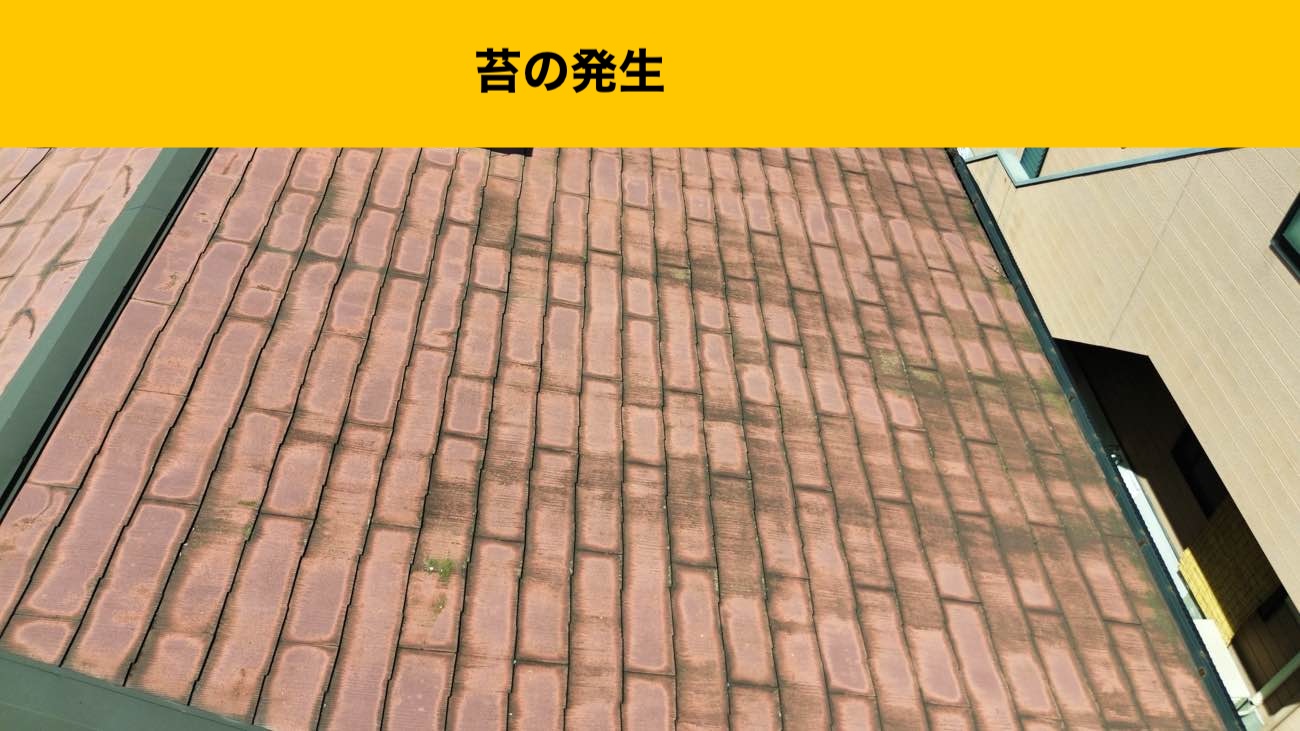 苔の発生、福岡市城南区